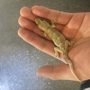 **batu