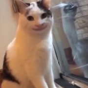 **hyhbbu