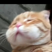 **zaiww