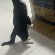 **uhuli