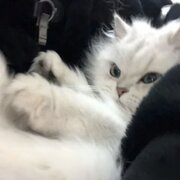 **86930052@qq.com
