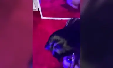 Lumuhod sa lupa ang asong babae at sinampal ng kanyang ama
