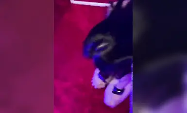 Lumuhod sa lupa ang asong babae at sinampal ng kanyang ama