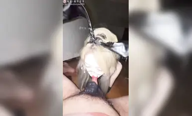 The perverted Aheiyan bitch with ancestors, Aheiyan oral monster, cuckold dog crawling humiliation training oral cumshot