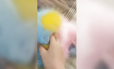 《清純學生反差泄密》在校眼鏡學生妹外純內騷，嫩乳戴乳釘被金主包養，露出紫薇啪啪啪，陰蒂超大年紀輕輕就成為母狗了 (3)