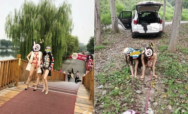 Video đào tạo mới nhất của bậc thầy huấn luyện hàng đầu "Hoàng đế Jinling S", chị em Shuangfei được chiếu tập luyện trước mặt những người khác tại trung tâm hoa. Nữ thần trong mắt người khác chỉ là một con điếm nhỏ trước mặt nhà tài trợ (2)