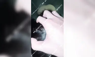 [Taozi Taozizi] Melatih perempuan jalang untuk memaksa seks oral dan kemudian menembusi pussy harimau putih untuk membuatnya penuh visual (3)